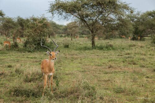 Tanzania_Luxe_Nov24_L-585