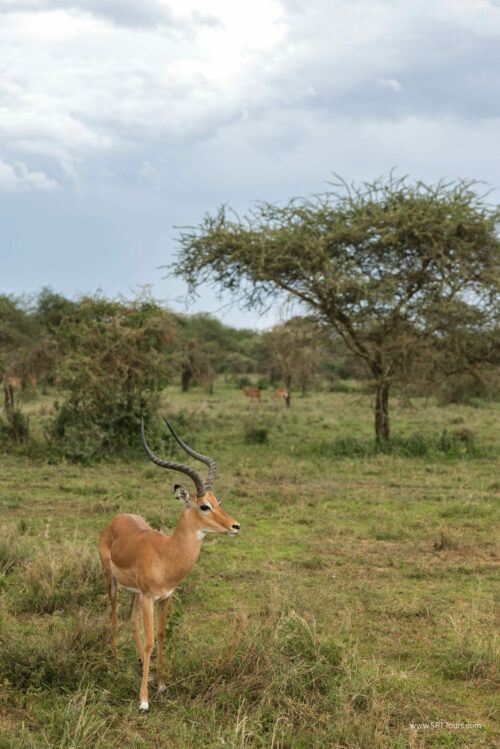 Tanzania_Luxe_Nov24_L-587