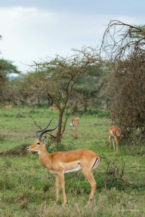 Tanzania_Luxe_Nov24_L-588