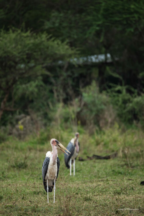 Tanzania_Luxe_Nov24_L-589