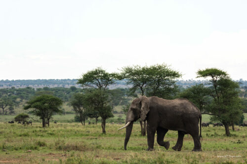 Tanzania_Luxe_Nov24_L-594