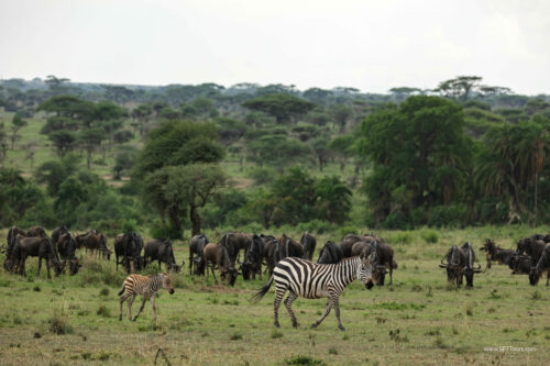 Tanzania_Luxe_Nov24_L-597