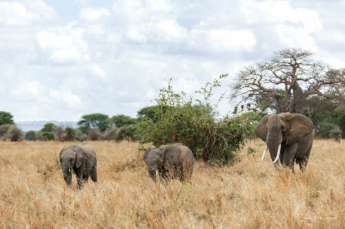 Tanzania_Luxe_Nov24_L-68