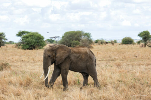 Tanzania_Luxe_Nov24_L-71
