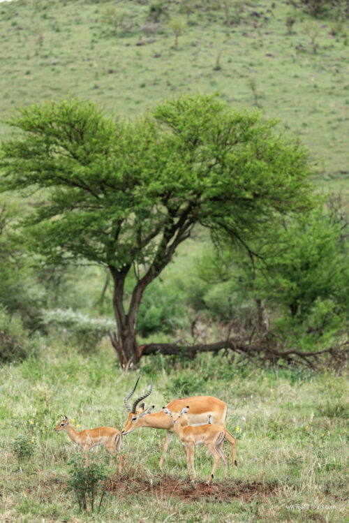 Tanzania_Luxe_Nov24_L-720