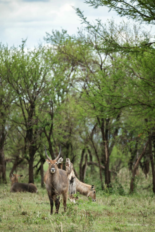 Tanzania_Luxe_Nov24_L-721
