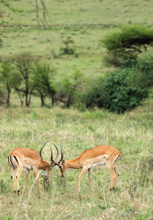 Tanzania_Luxe_Nov24_L-722