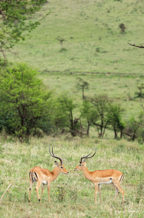 Tanzania_Luxe_Nov24_L-723