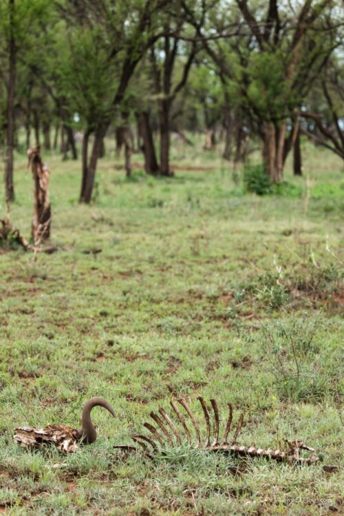Tanzania_Luxe_Nov24_L-727