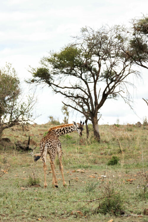 Tanzania_Luxe_Nov24_L-728