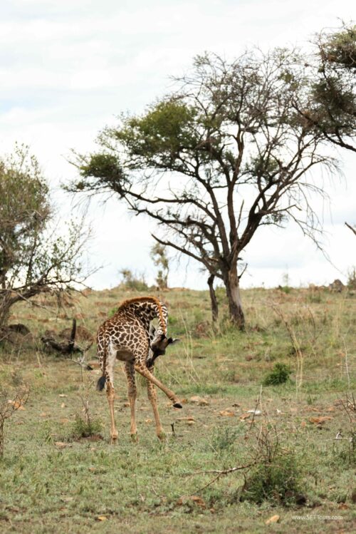 Tanzania_Luxe_Nov24_L-729