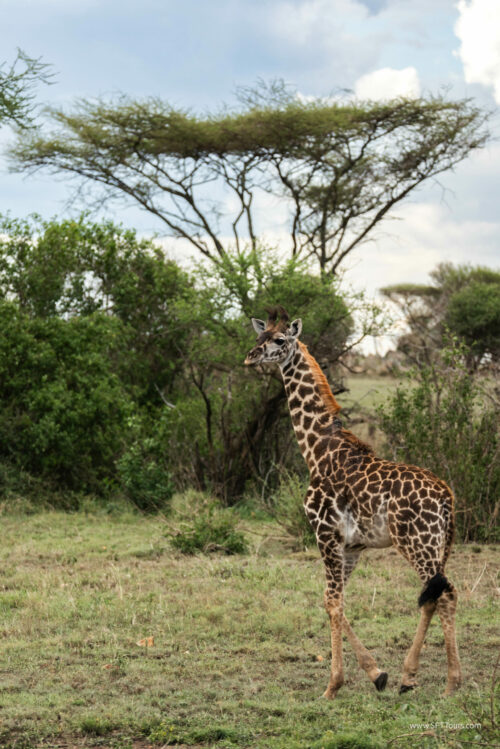 Tanzania_Luxe_Nov24_L-733