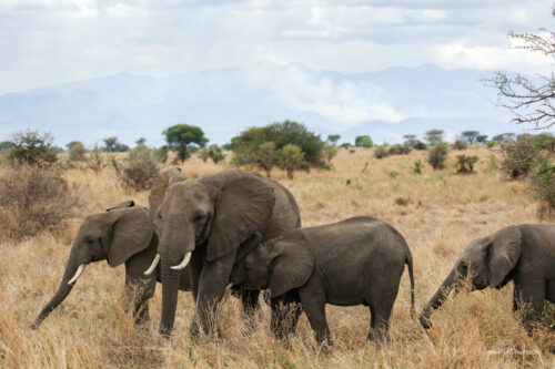 Tanzania_Luxe_Nov24_L-75