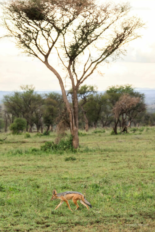 Tanzania_Luxe_Nov24_L-759