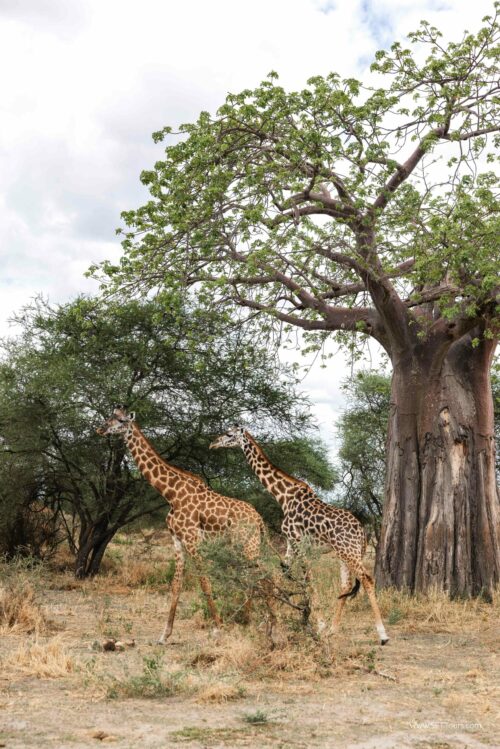 Tanzania_Luxe_Nov24_L-78