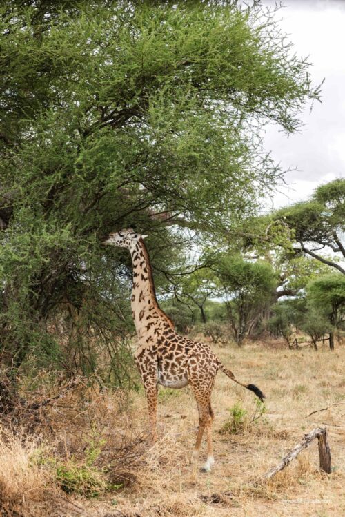Tanzania_Luxe_Nov24_L-80
