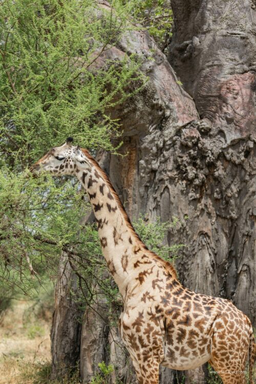 Tanzania_Luxe_Nov24_L-81