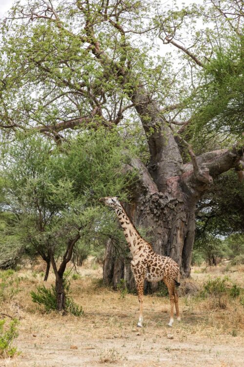 Tanzania_Luxe_Nov24_L-83
