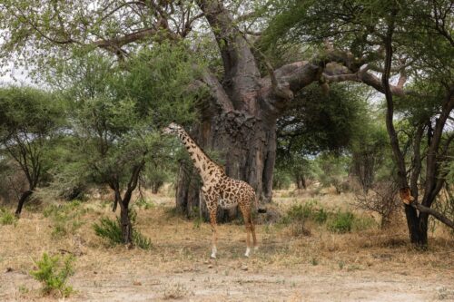 Tanzania_Luxe_Nov24_L-84