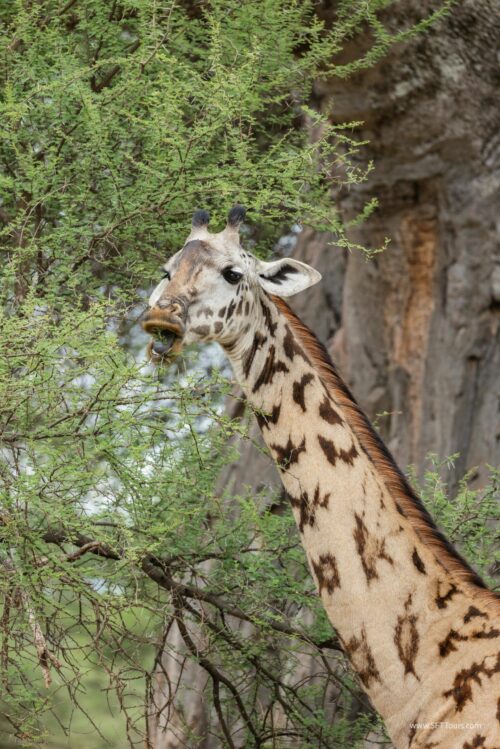 Tanzania_Luxe_Nov24_L-86