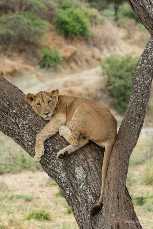 Tanzania_Luxe_Nov24_L-97